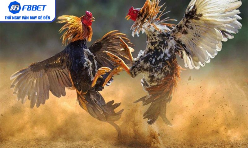 Đá gà cựa dao – Màn so tài căng thẳng đến nghẹt thở